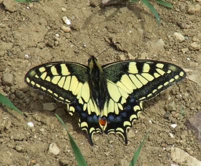 Прикрепленное изображение: 402.jpg